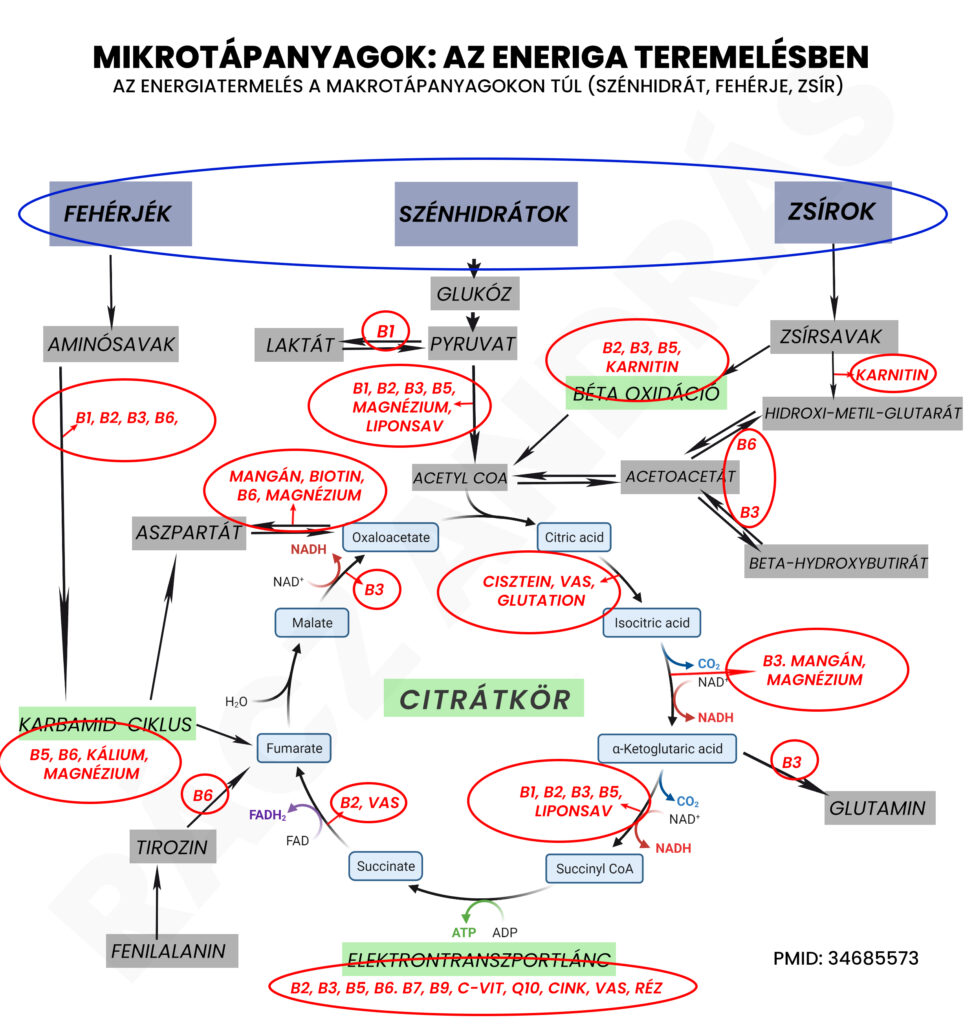 A mikrotápanyagok szerepe jelentős a fogyásban, ezért a 30 napos diéta részét is képezniük kell a bevitt táplálékkal.