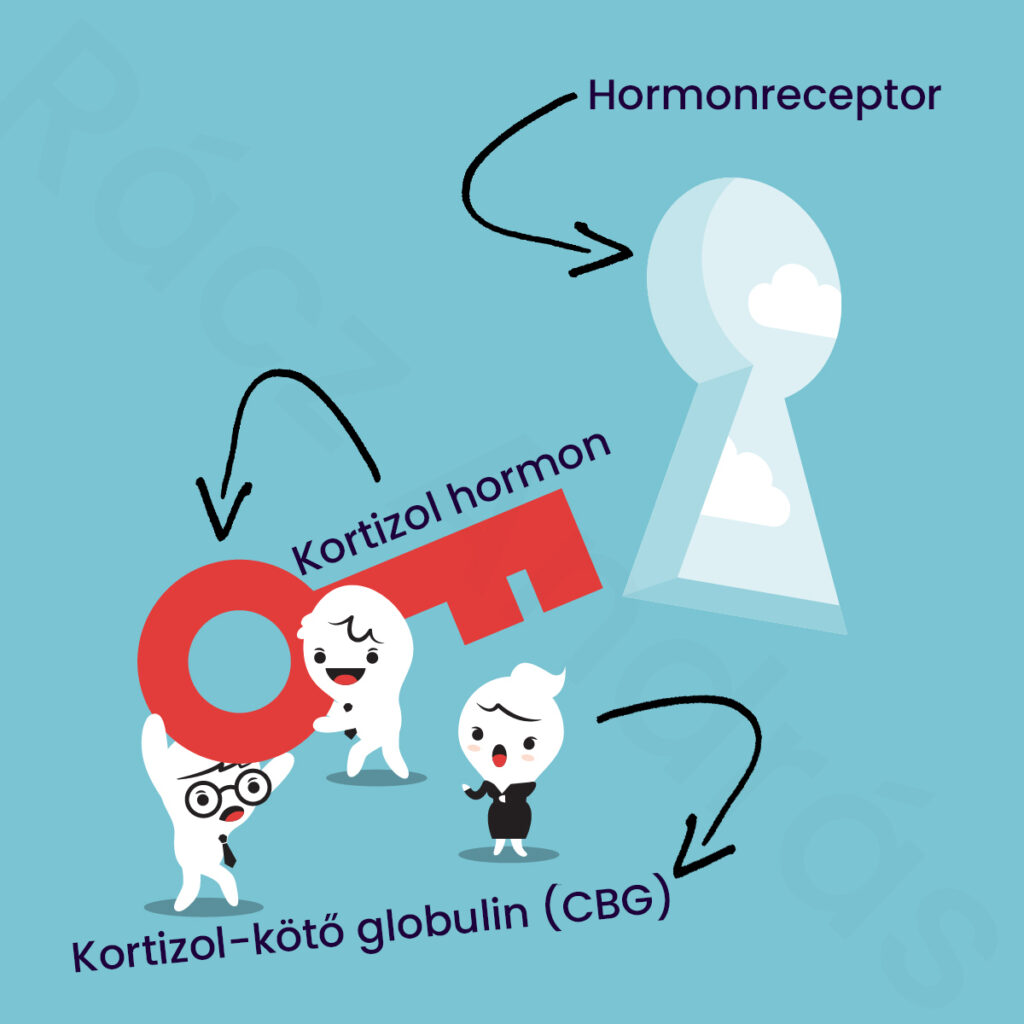 A kortizol hormon és receptor olyanok, mint kulcs és a zár, passzolnia kell.