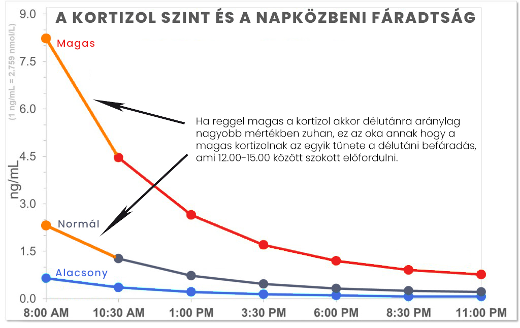 A kortizol hormon esési aránya a normál és magas kortizol szint esetén.