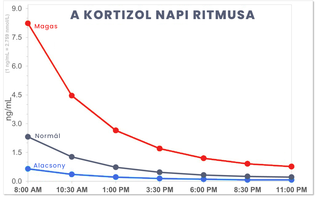 A kortizol napi ritmusa egy nap folyamán normál, magas és alacsony kortizol szint esetén jelentősen eltér egymástól.