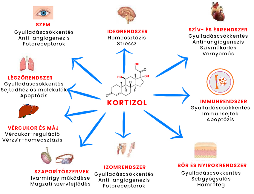 A kortizol hatása és szerepe eltérhet az emberi test egyes szervrendszerében.