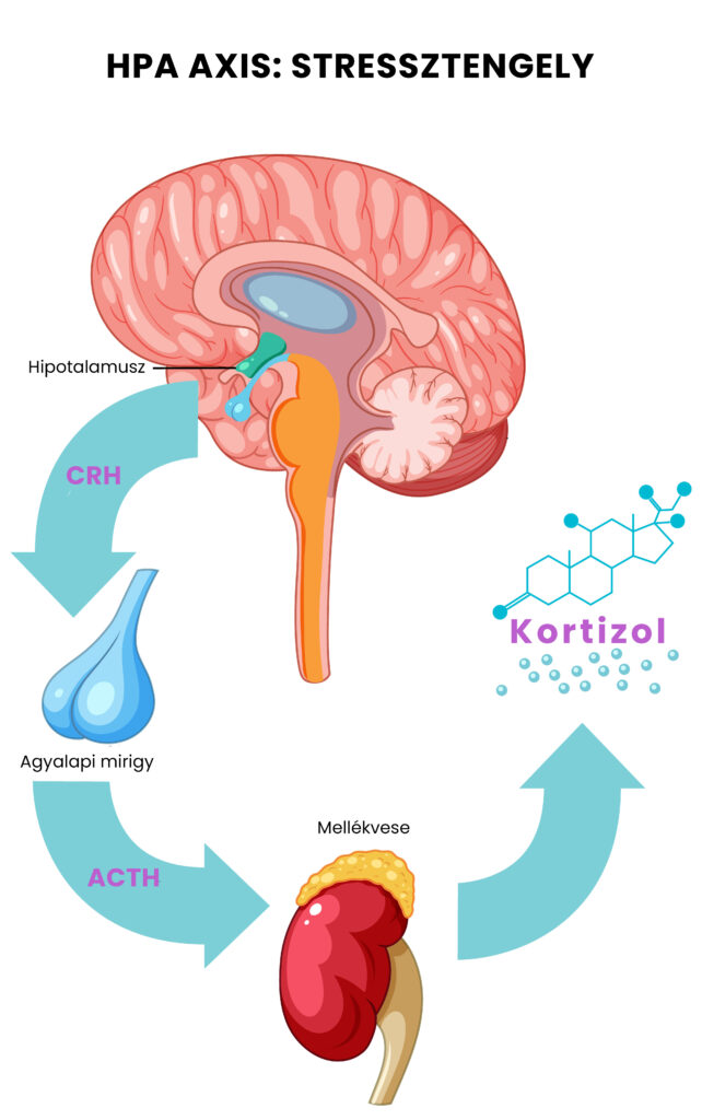 A HPA tengely három szervből áll, amelyek hormonokat termelnek a kortizolszint emelésére.