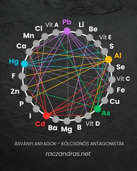 Ásványi anyagok (mikroelemek és mikroelemek), vitaminok kölcsönhatása egymással.